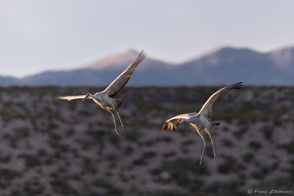 Sandhill Crane Fly-in at Sunset - Bosque del Apache, NM