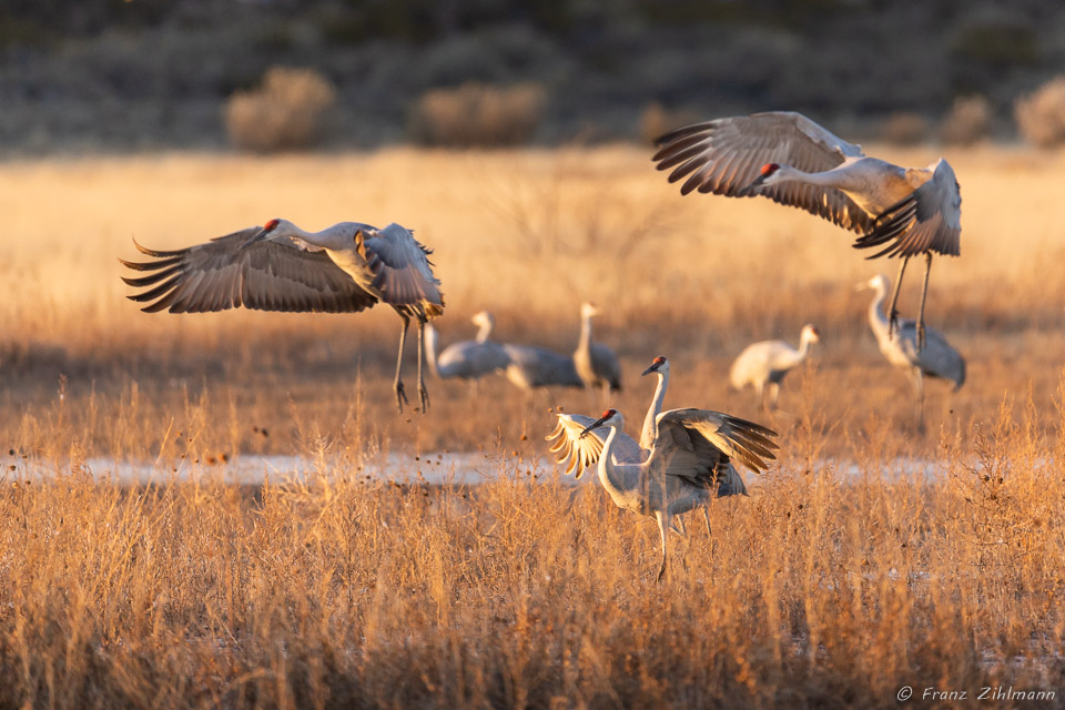 Sandhill Crane Fly-in at Sunset - Bosque del Apache, NM