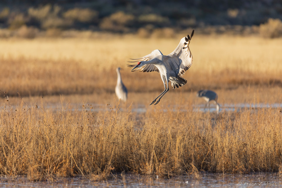 Sandhill Crane Fly-in at Sunset - Bosque del Apache, NM