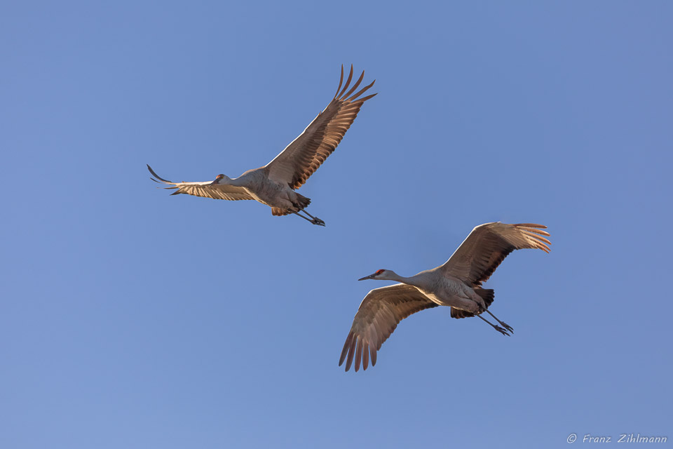 Sandhill Crane Fly-in at Sunset - Bosque del Apache, NM