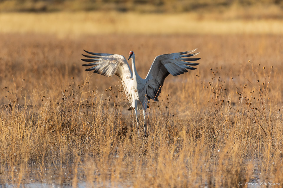 Sandhill Crane Fly-in at Sunset - Bosque del Apache, NM