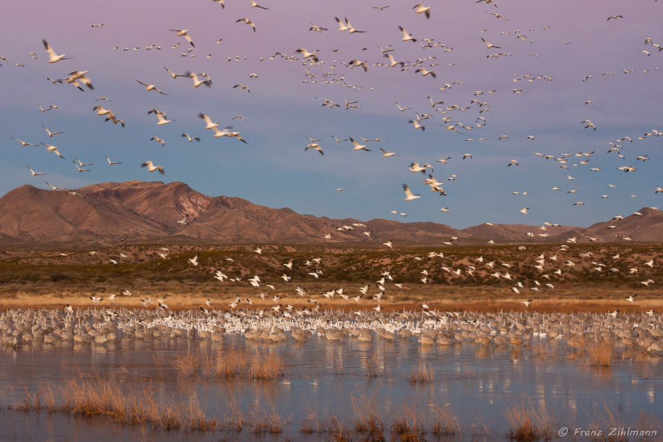 Snow Geese Fly-out at Sunrise - Bosque del Apache, NM