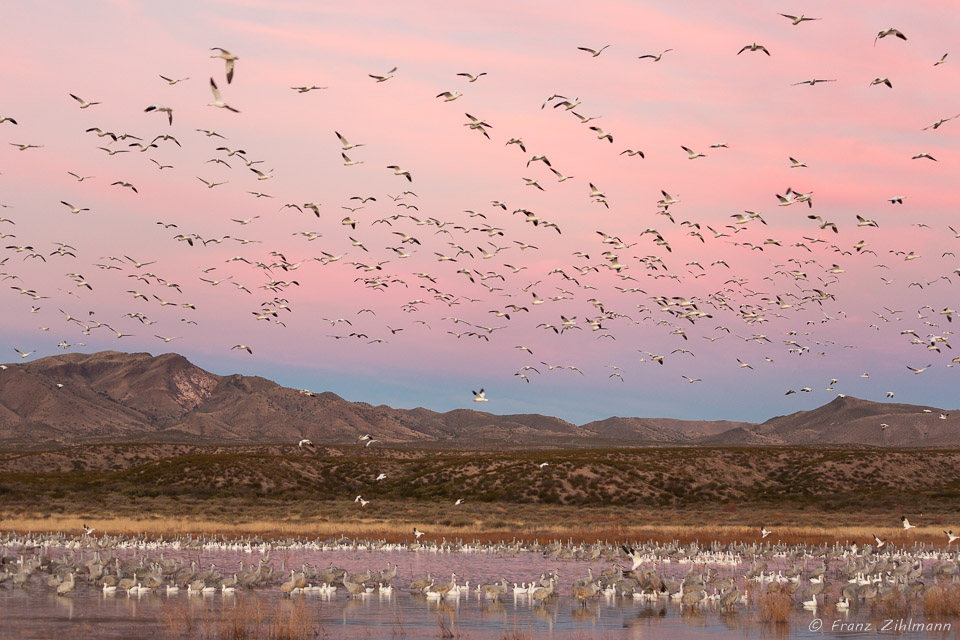 Snow Geese Fly-out at Sunrise - Bosque del Apache, NM