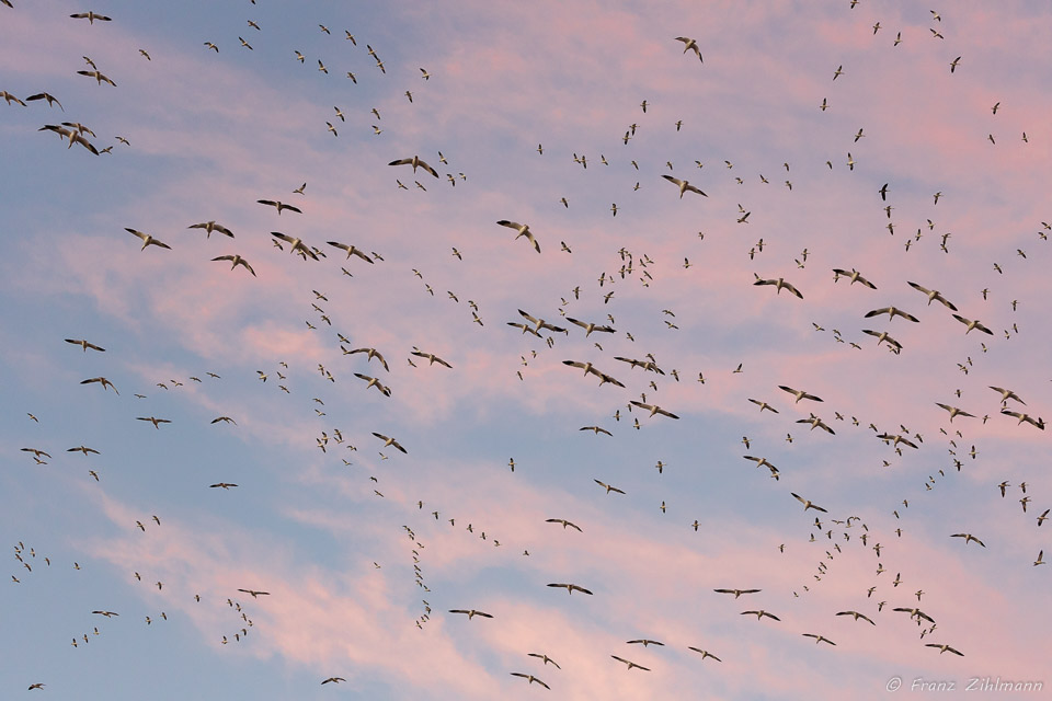 Snow Geese Fly-out at Sunrise - Bosque del Apache, NM