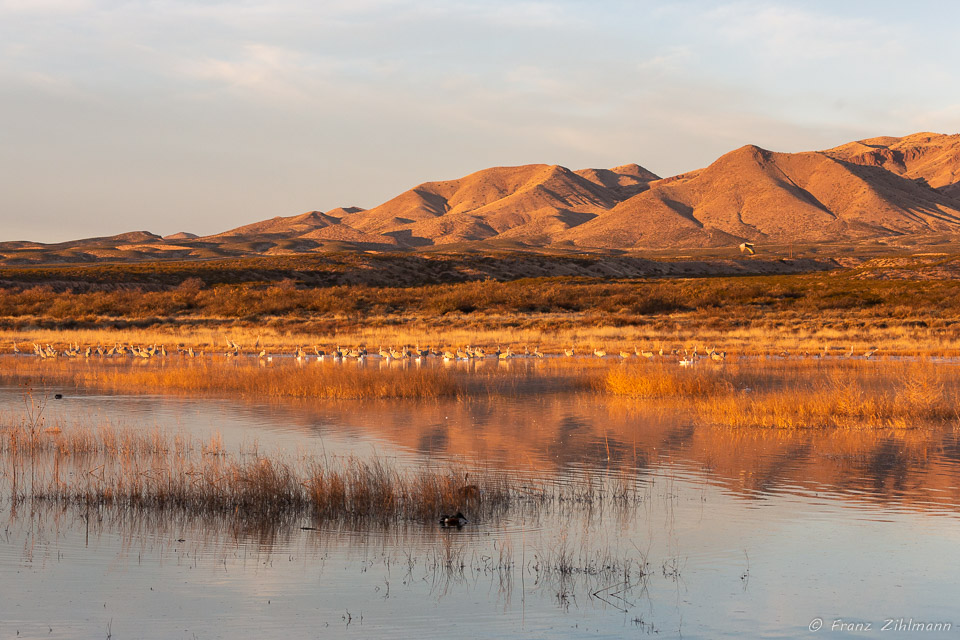 Sunrise at Bosque del Apache, NM