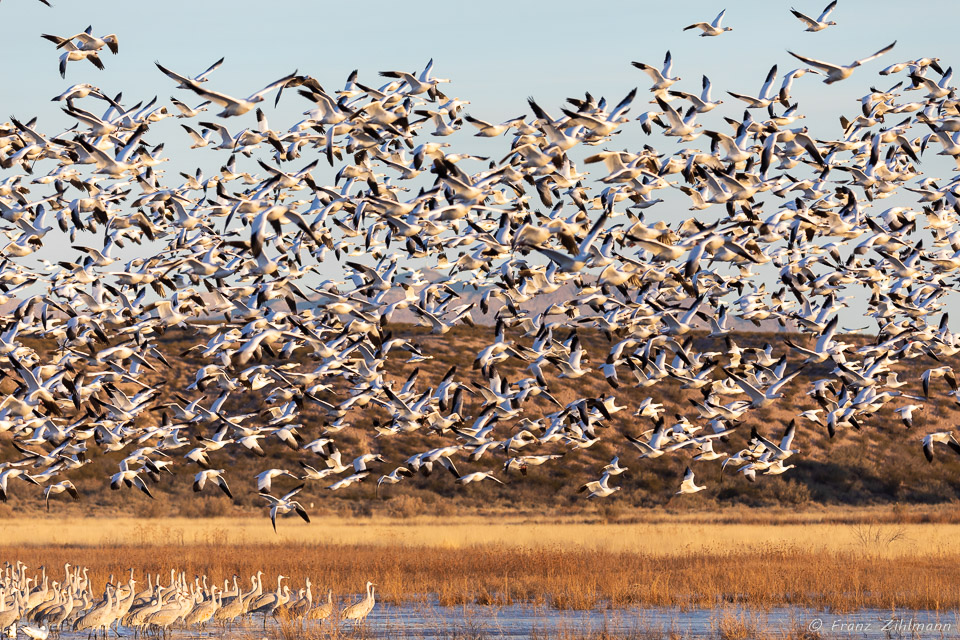 Snow Geese Fly-out at Sunrise - Bosque del Apache, NM