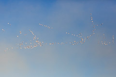 Bosque del Apache and White Sands