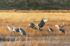 Sandhill Crane Fly-in at Sunset - Bosque del Apache, NM