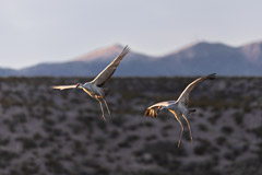 Sandhill Crane Fly-in at Sunset - Bosque del Apache, NM