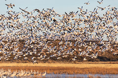 Snow Geese Fly-out at Sunrise - Bosque del Apache, NM