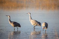Bosque del Apache and White Sands