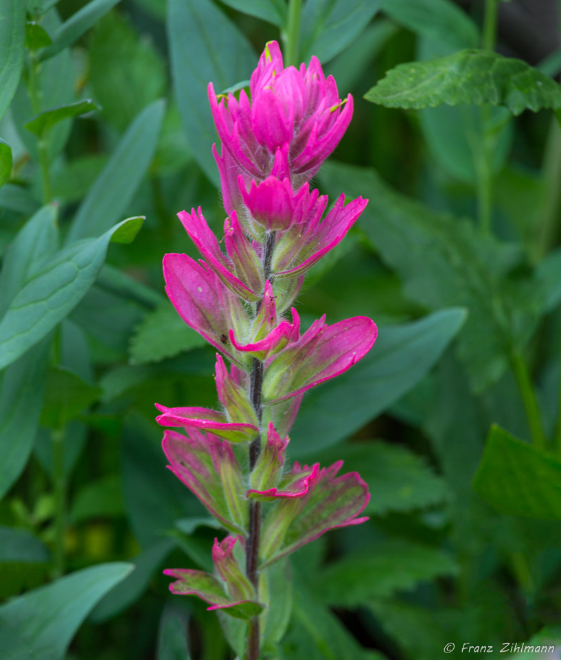 Paintbrush - Yankee Boy Basin, CO