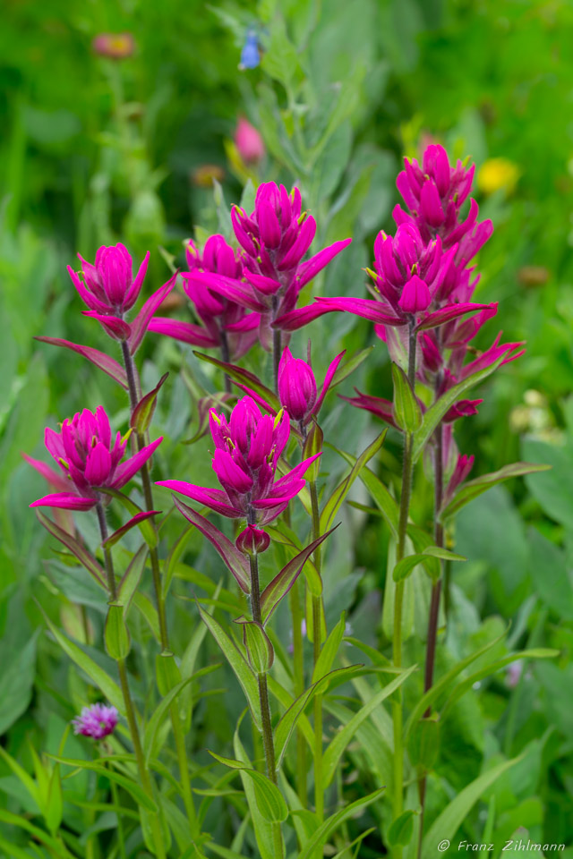 Paintbrush flowers - Yankee Boy Basin, CO