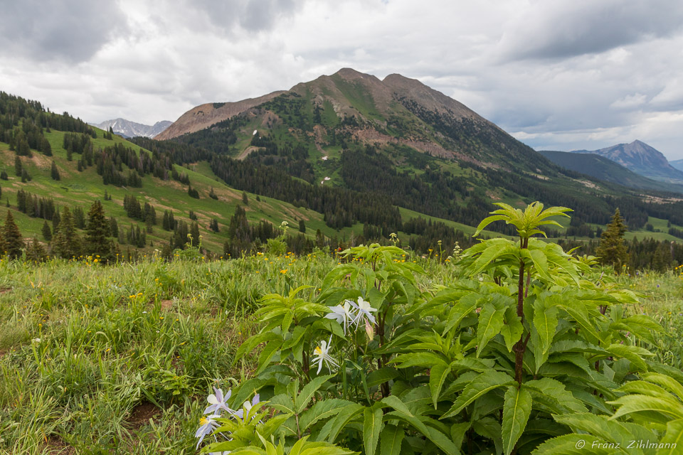 Scene at Washington Gorge Road - Crested Butte, CO