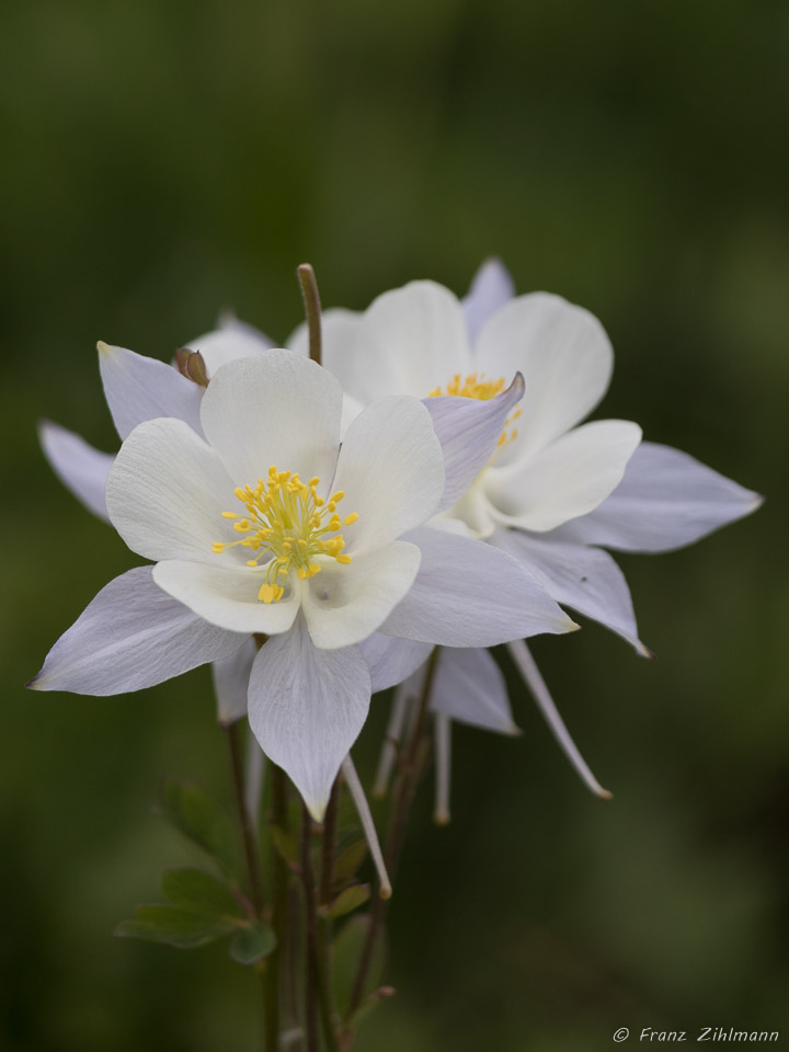 Columbines  at Washington Gorge Road - Crested Butte, CO