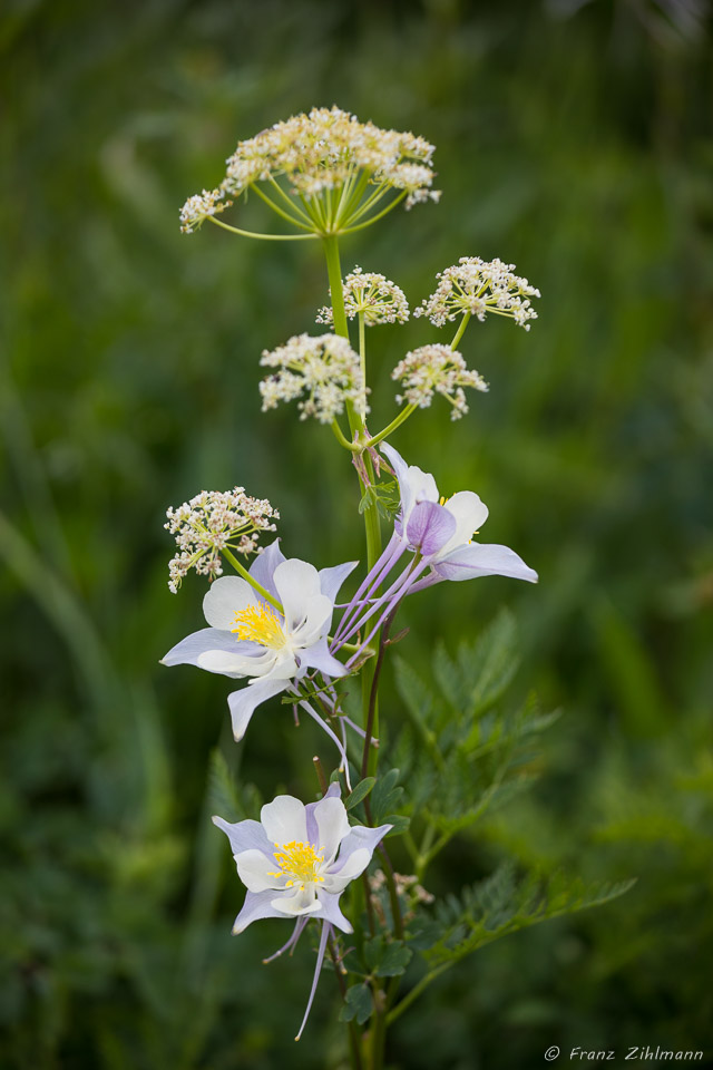 Columbines  at Washington Gorge Road - Crested Butte, CO