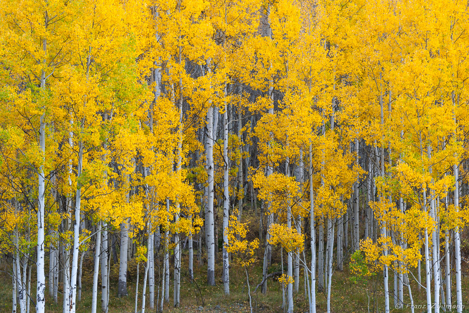 Fall Colors near Ouray, CO