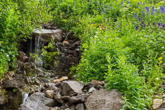 Micro Waterfall flanked with assortment of flowers - Yankee Boy Basin, CO