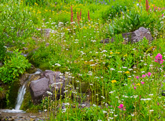 Micro Waterfall flanked with assortment of flowers - Yankee Boy Basin, CO