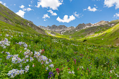 Columbines and variety of flowers - American Basin, CO