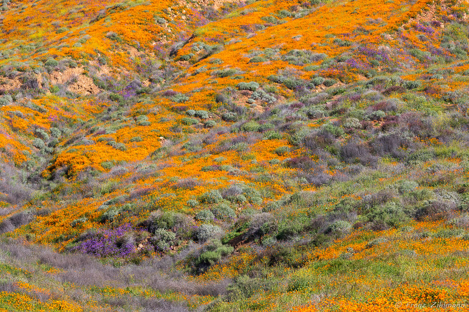 California Supper Bloom 2019 - Walker Canyon