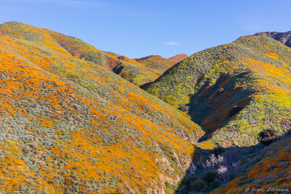 California Supper Bloom 2019 - Walker Canyon