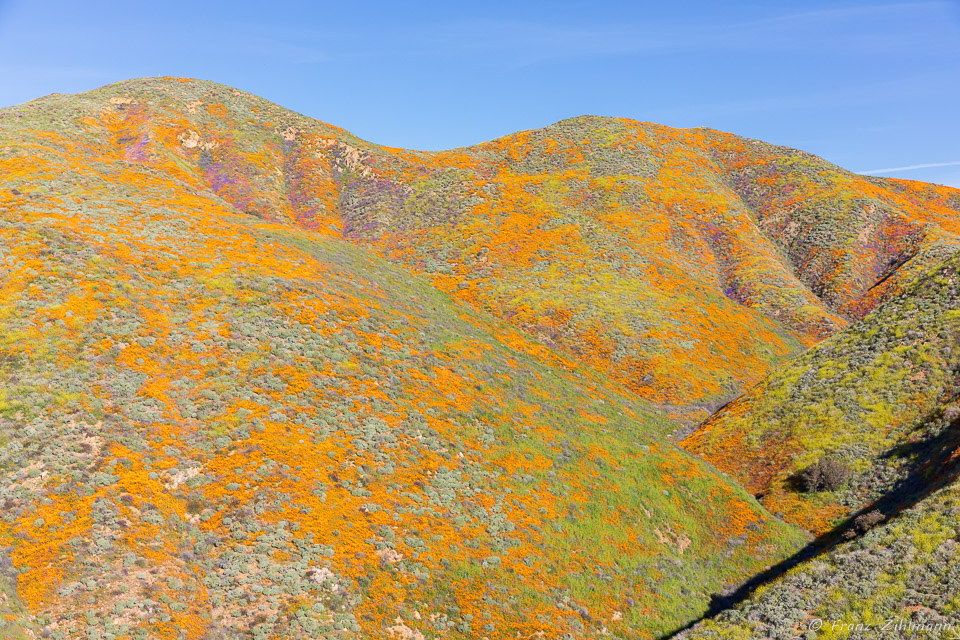 California Supper Bloom 2019 - Walker Canyon