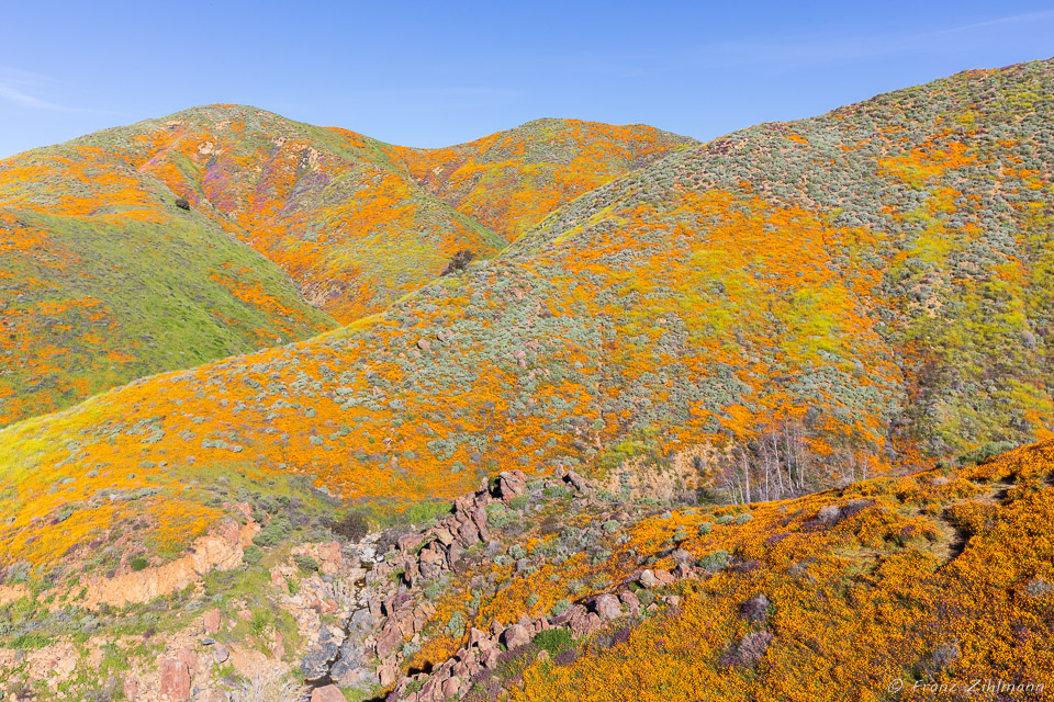 California Supper Bloom 2019 - Walker Canyon