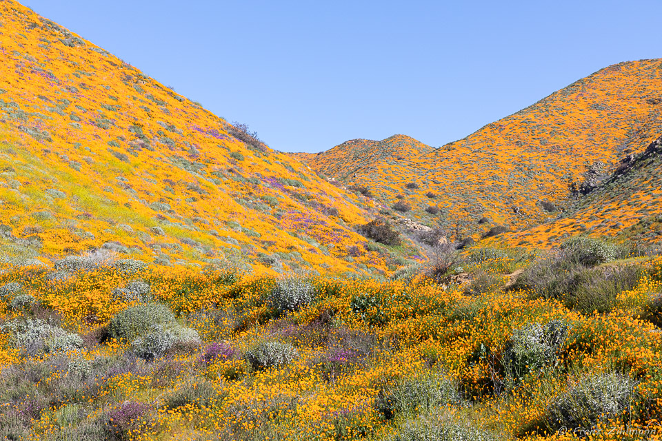 California Supper Bloom 2019 - Walker Canyon