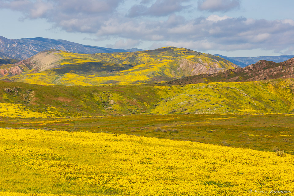 California Supper Bloom 2019 - Carrizo Plain National Monument