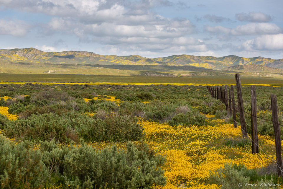 California Supper Bloom 2019 - Carrizo Plain National Monument