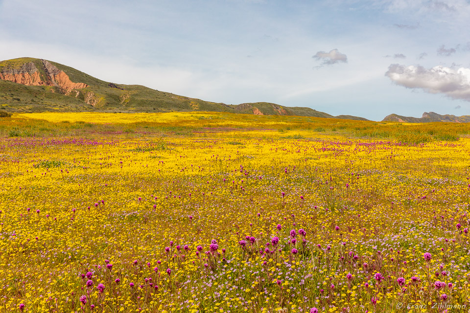 California Supper Bloom 2019 - Carrizo Plain National Monument