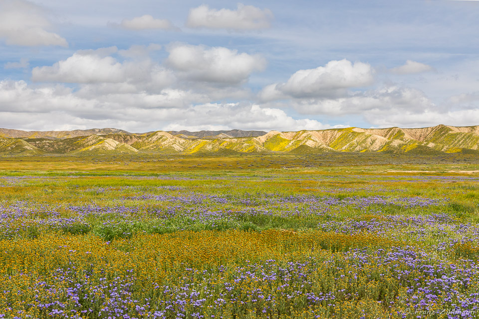 California Supper Bloom 2019 - Carrizo Plain National Monument