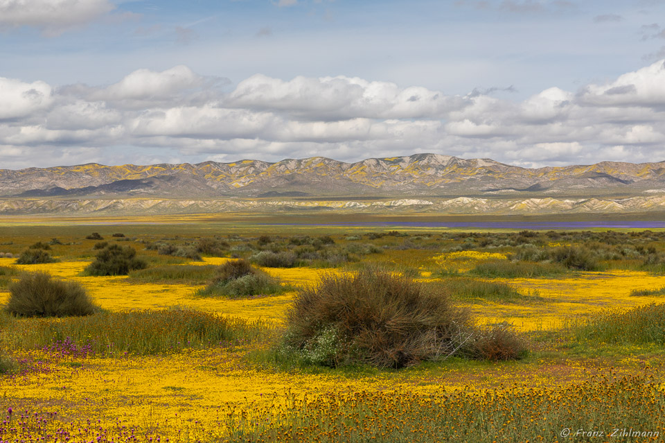 California Supper Bloom 2019 - Carrizo Plain National Monument