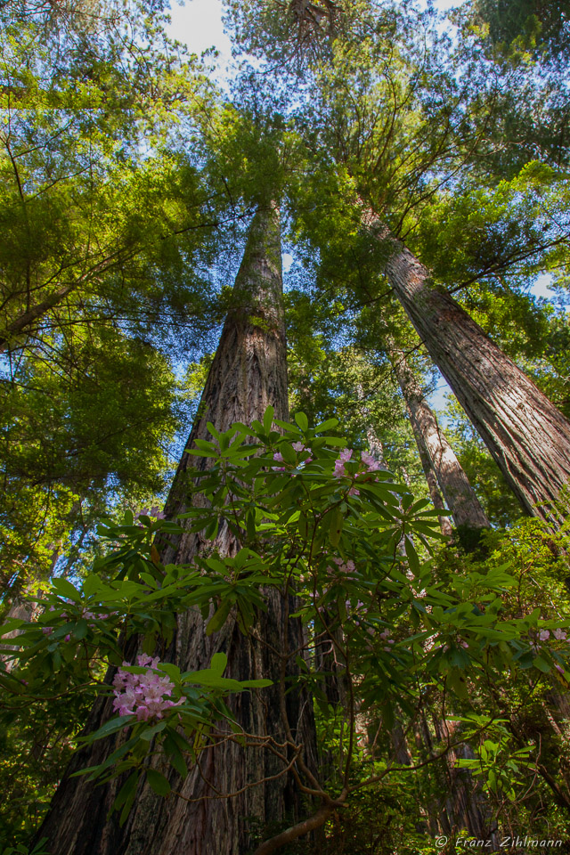 Redwoods reaching for the sky – Redwood National Park
