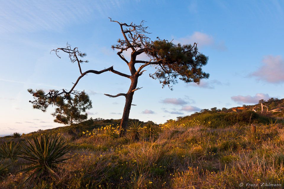 Sunset at Torrey Pines State Reserve