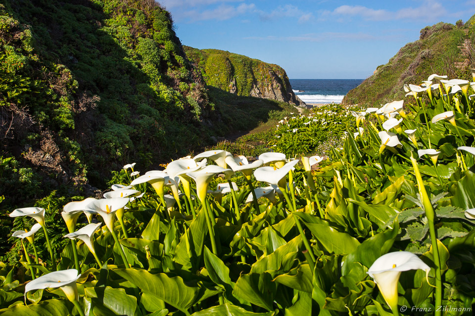 Calla Lillies - Big Sur CA