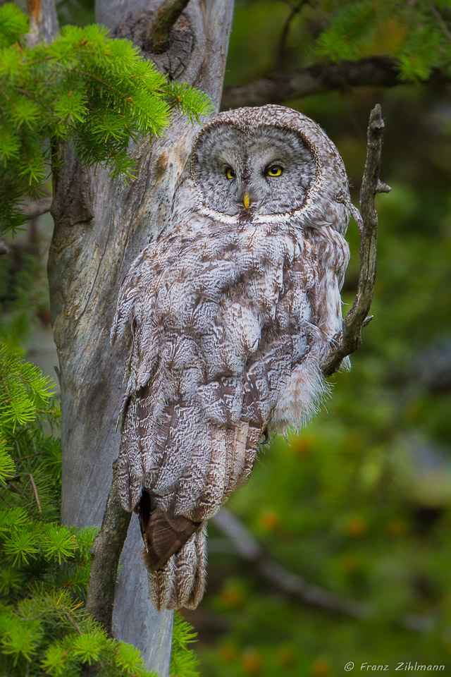 Great Grey Owl - Grand Teton NP