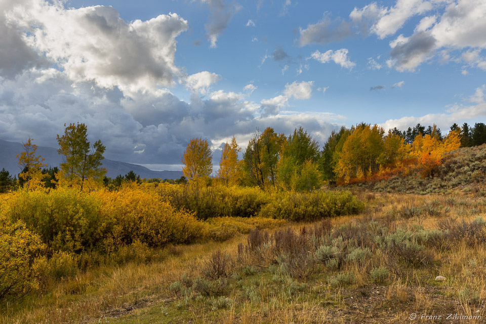 Willow Flats - Grand Teton NP