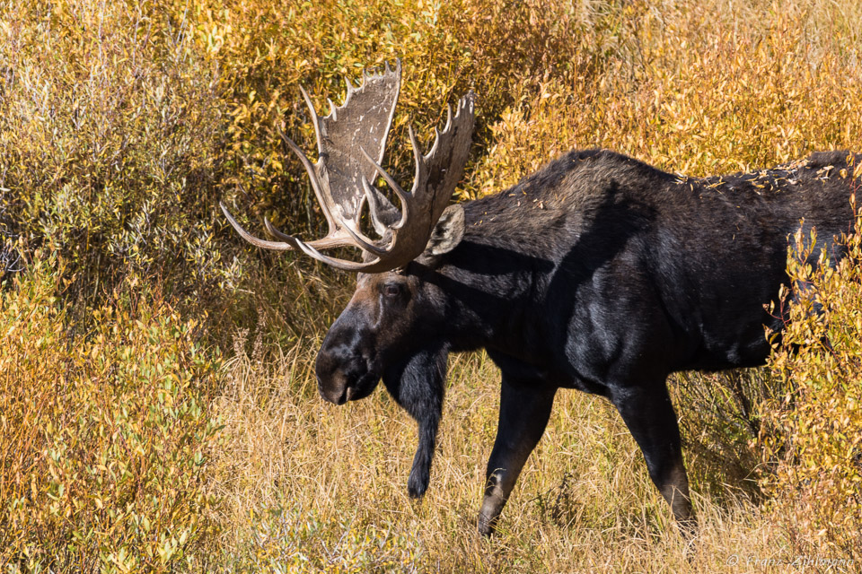 Moose at Willow Flats - Grand Teton NP