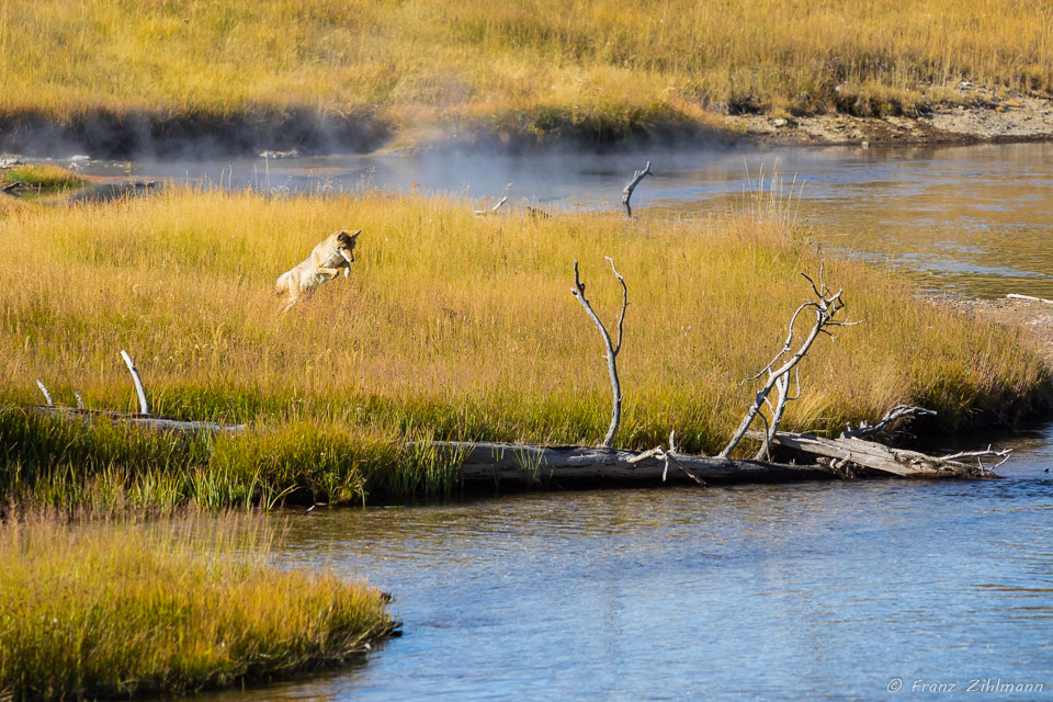 Upper Geyser Basin - Yellowstone NP