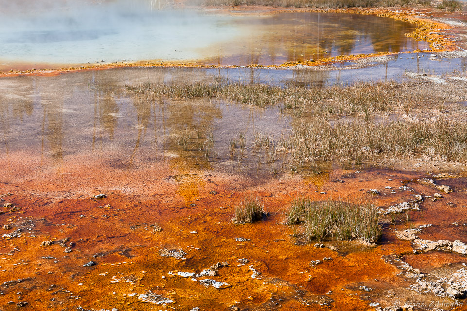 Daisy Geyser Area