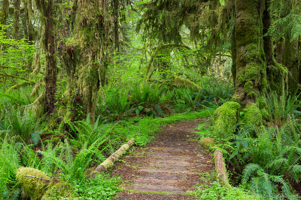 Quinault Rainforest - Olympic National Park