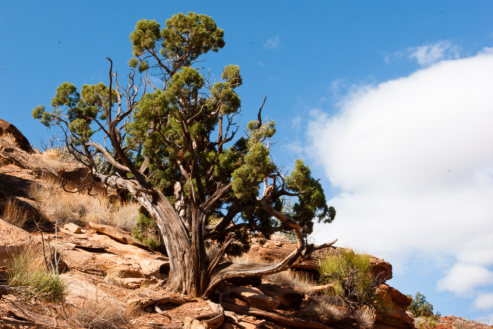 Scene on Fremont River Trail - Capitol Reef NP