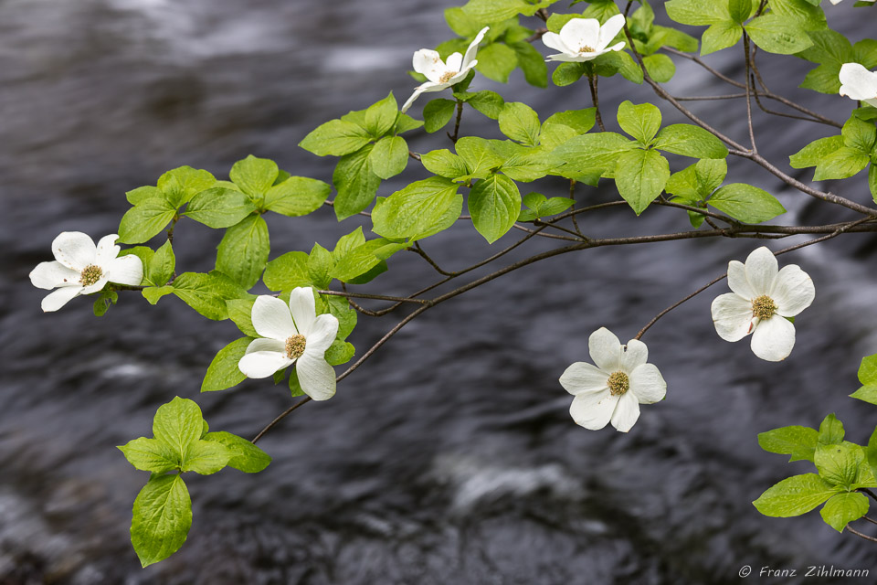 Dogwood in bloom - Yosemite National Park