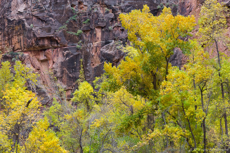 Turning Leaves – Zion National Park