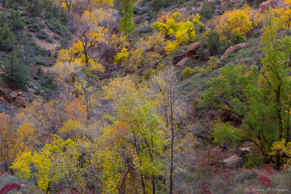 Turning Leaves – Zion National Park