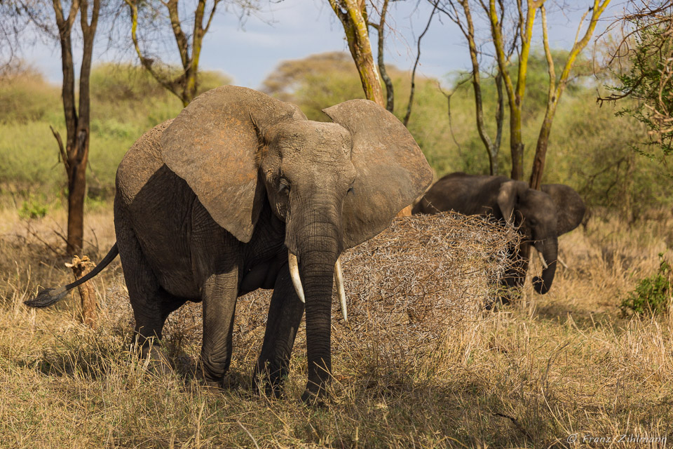 African Elephants - Tarangire NP, Tanzania