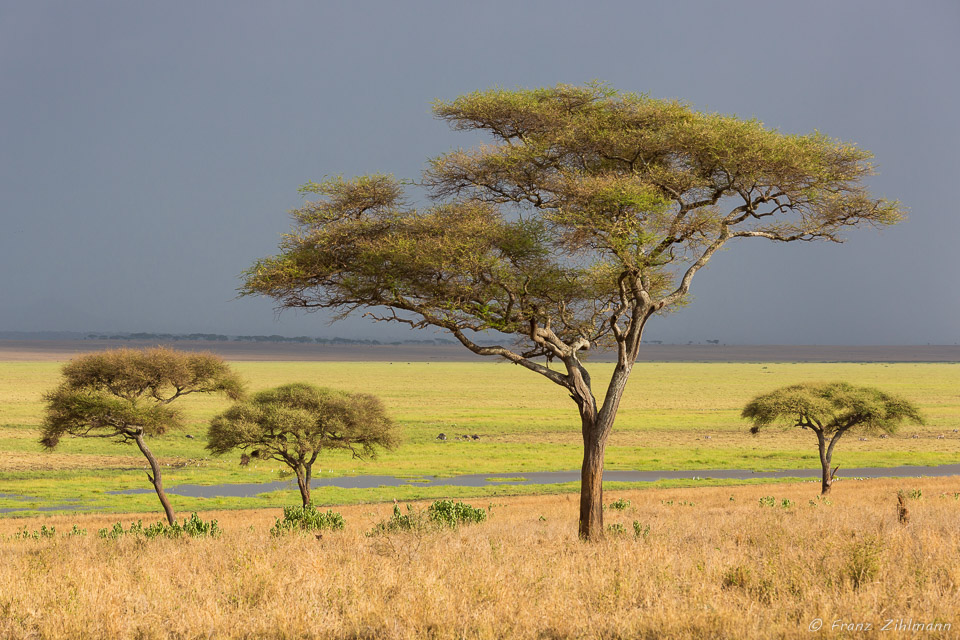 Tarangire NP, Tanzania