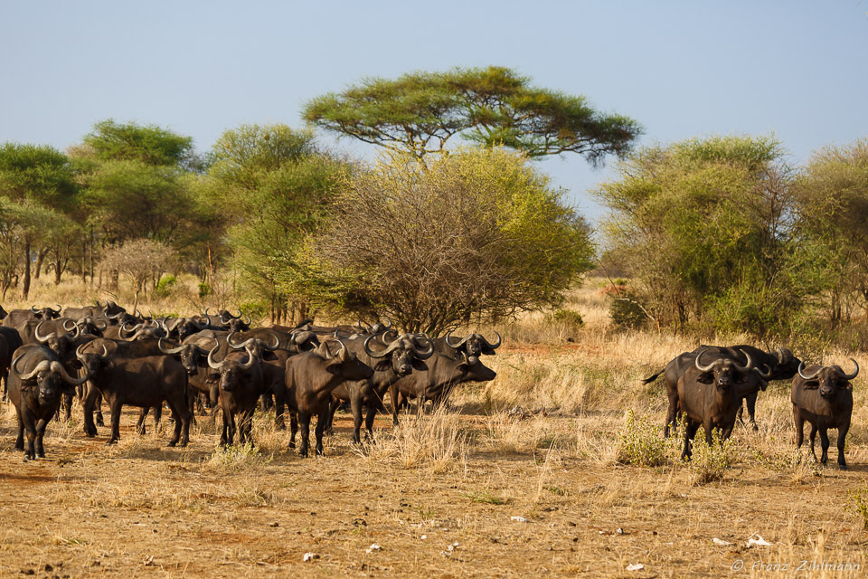 African Buffalo herd - Tarangire NP, Tanzania